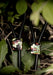 Anneaux d'électrostimulation Prestige Electrastim Camouflage