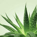 Gel de massage Nuru Mixgliss Aloe Vera 250ml