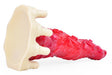 Gode Huktorix 19 x 5.5cm